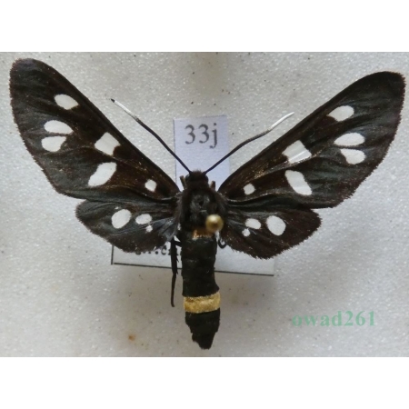 Amata phegea (Linnaeus, 1758) Oblaczek granatek Czech33j